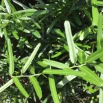 Cây xáo tam phân là gì? Tìm hiểu công dụng, cách dùng và lưu ý khi dùng