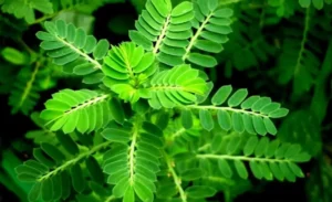 Diệp hạ châu là gì? Tác dụng, cách dùng và lưu ý an toàn
